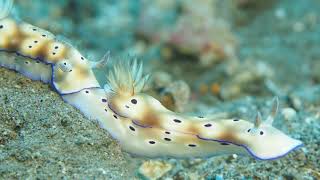 Nudibranch Trailing [upl. by Lienahs]