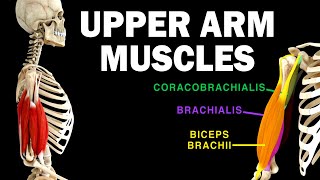 UPPER LIMB MUSCLES 36  UPPER ARM MUSCLES [upl. by Ernestine]