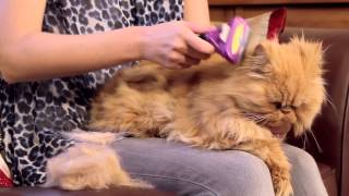 FURminator for Cats Video [upl. by Kalinda757]