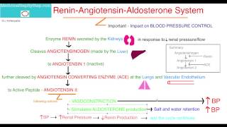 Renin Angiotensin Aldosterone System [upl. by Annayrb]