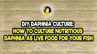 DIY Daphnia Culture How to Culture Nutritious Daphnia as Live Food for Your Fish [upl. by Licna]