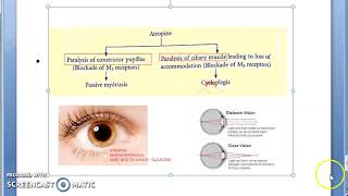 Pharmacology 110 b Atropine hyoscine scopolamine ipratropium bromide tropicamide benzhexol [upl. by Omolhs846]