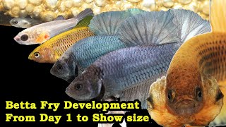 Betta Fry Development From Day 1 to Show size [upl. by Gena]