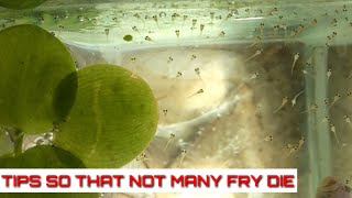 How To Breed Betta Fish Part 3 The Eggs Hatch Until The Fry Are 4 Days Old And Transfer To The Pond [upl. by Mailliw]