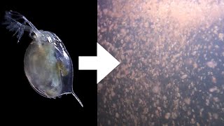 How I Culture Daphnia [upl. by Joseito]