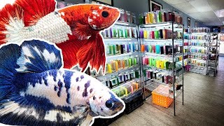 TINY fish store sells OVER 900 COLORFUL BETTA FISH [upl. by Sakram854]