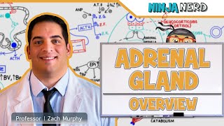 Endocrinology  Adrenal Gland Overview [upl. by Deehan357]