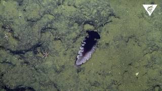 New nudibranch species discovered [upl. by Schilt]