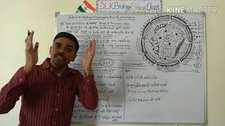 Heterochromatin And Euchromatin In Hindi [upl. by Najar230]