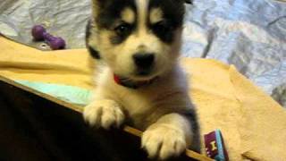 Husky Puppies at 5 weeks old whining for attention [upl. by Yunick24]