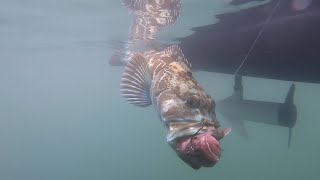 The Lure that could Revolutionize Lingcod Fishing [upl. by Hinson]