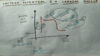 Action potential in Cardiac Muscle  1  TCML [upl. by Saied839]