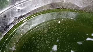 DAPHNIA MOINA CULTURE IN A SMALL BUCKET [upl. by Aikcir]