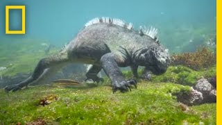 Swim Alongside a Galápagos Marine Iguana  National Geographic [upl. by Sina]