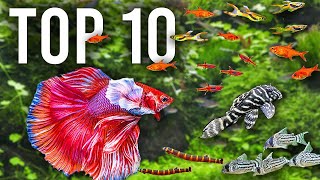 The BEST Mates for Betta Fish in Community Tanks [upl. by Notsyrb]