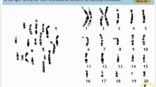 Make a Karyotype [upl. by Eked]