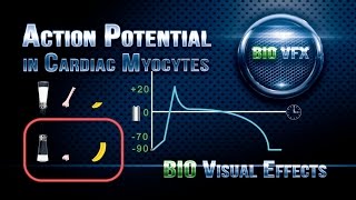 Action Potential in Cardiac Myocytes [upl. by Eittap]