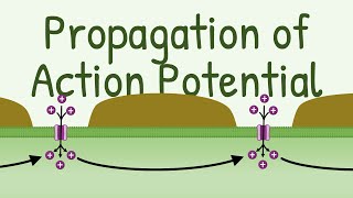 Propagation of Action Potential [upl. by Wernick]