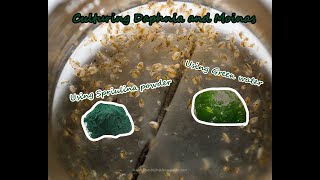 How To Culture Daphnia and Moinas using Green Water Spirulina powder [upl. by Marijo]