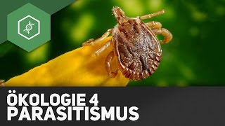 Parasitismus – Ökologie 4 [upl. by Hilar]