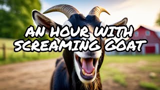 screaming goat 1 hour [upl. by Yadroc]