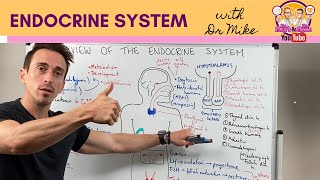 Overview of the Endocrine System [upl. by Raynard]