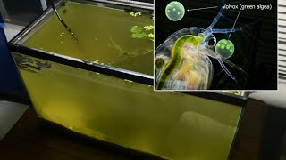 Raising Daphnia for the Freshwater Aquarium [upl. by Aala]