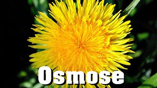 Osmose schnell erklärt [upl. by Sammer]