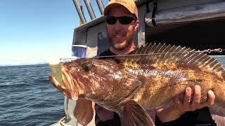 Lingcod Fishing in Southeast Alaska [upl. by Nordine]