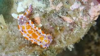 Nudibranchs of the Great Southern Reef [upl. by Milli573]