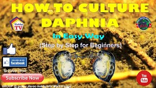 HOW TO CULTURE DAPHNIA In Easy Way [upl. by Akerboom]