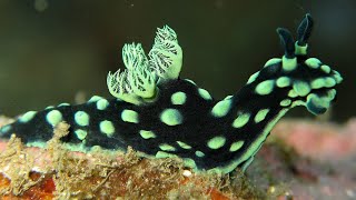 Facts The Nudibranch [upl. by Dincolo]