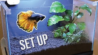 How I Set Up a Planted Betta Tank Detailed Version [upl. by Saval162]