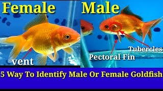 5 Way To Identify Male Or Female Goldfish [upl. by Warp451]