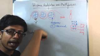 Histone acetylation and methylation [upl. by Pirali]